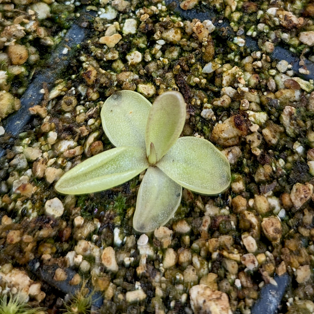 
                      
                         Pinguicula moranensis 'superba' butterwort, Butterwort, carnivorous plant, gnat eating plant, beginner plant, fungus gnat eating plant, easy to grow, ping, Mexican butterwort, ping plant.
                      
                    