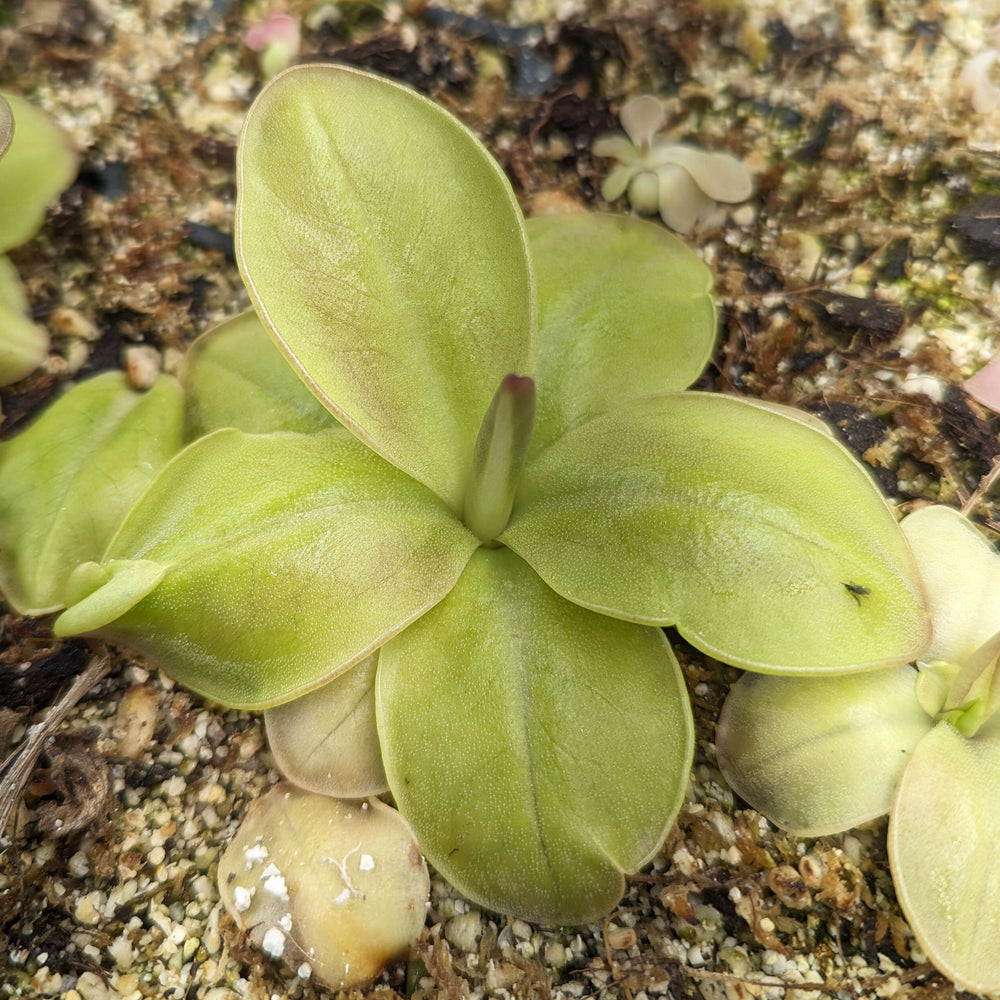 
                      
                         Pinguicula moranensis 'superba' butterwort, Butterwort, carnivorous plant, gnat eating plant, beginner plant, fungus gnat eating plant, easy to grow, ping, Mexican butterwort, ping plant.
                      
                    