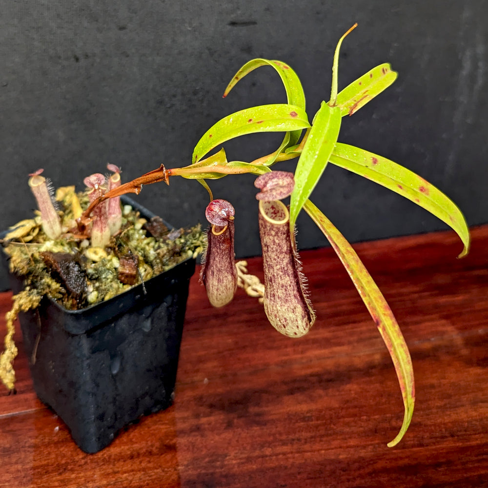 
                      
                        Nepenthes gracilis Giant x Kalimantan
                      
                    