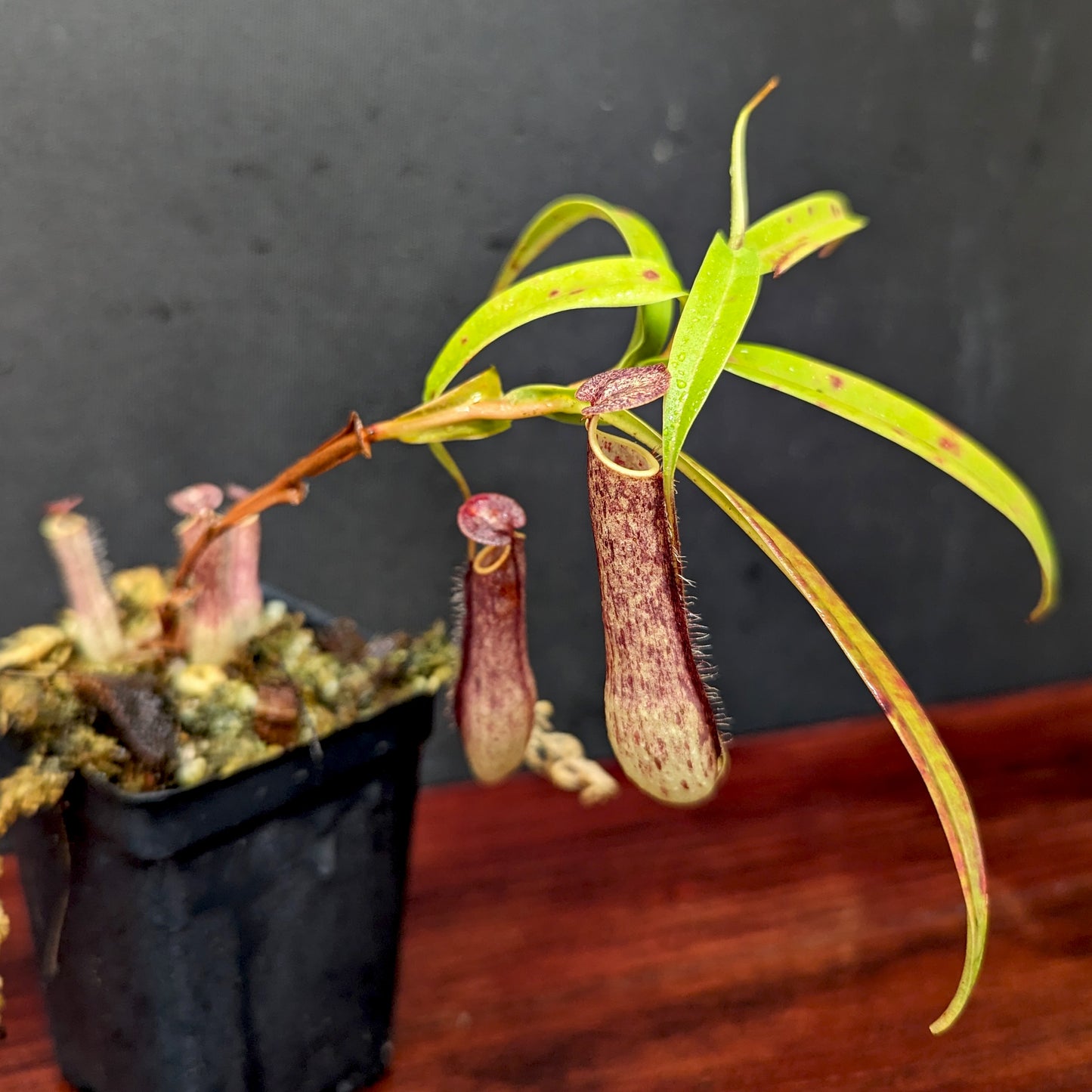 Nepenthes gracilis Giant x Kalimantan