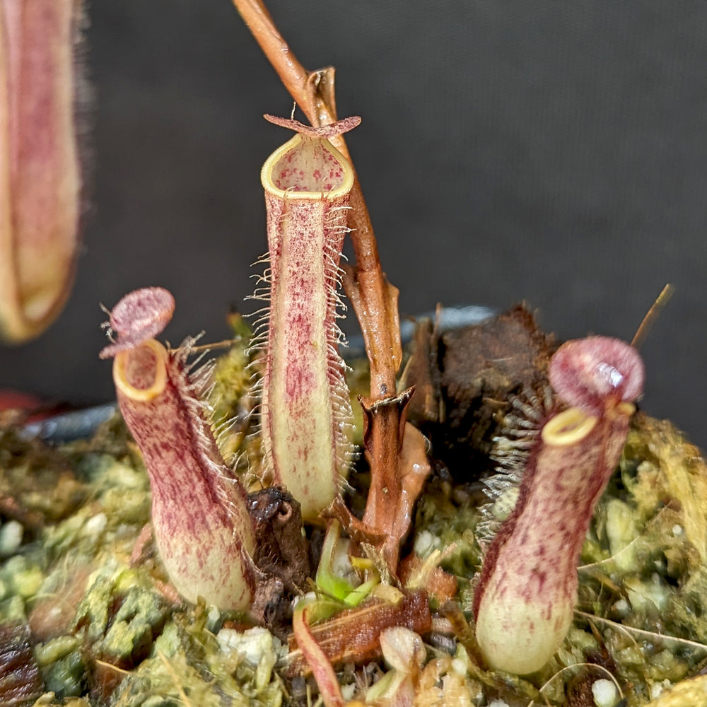 
                      
                        Nepenthes gracilis Giant x Kalimantan
                      
                    