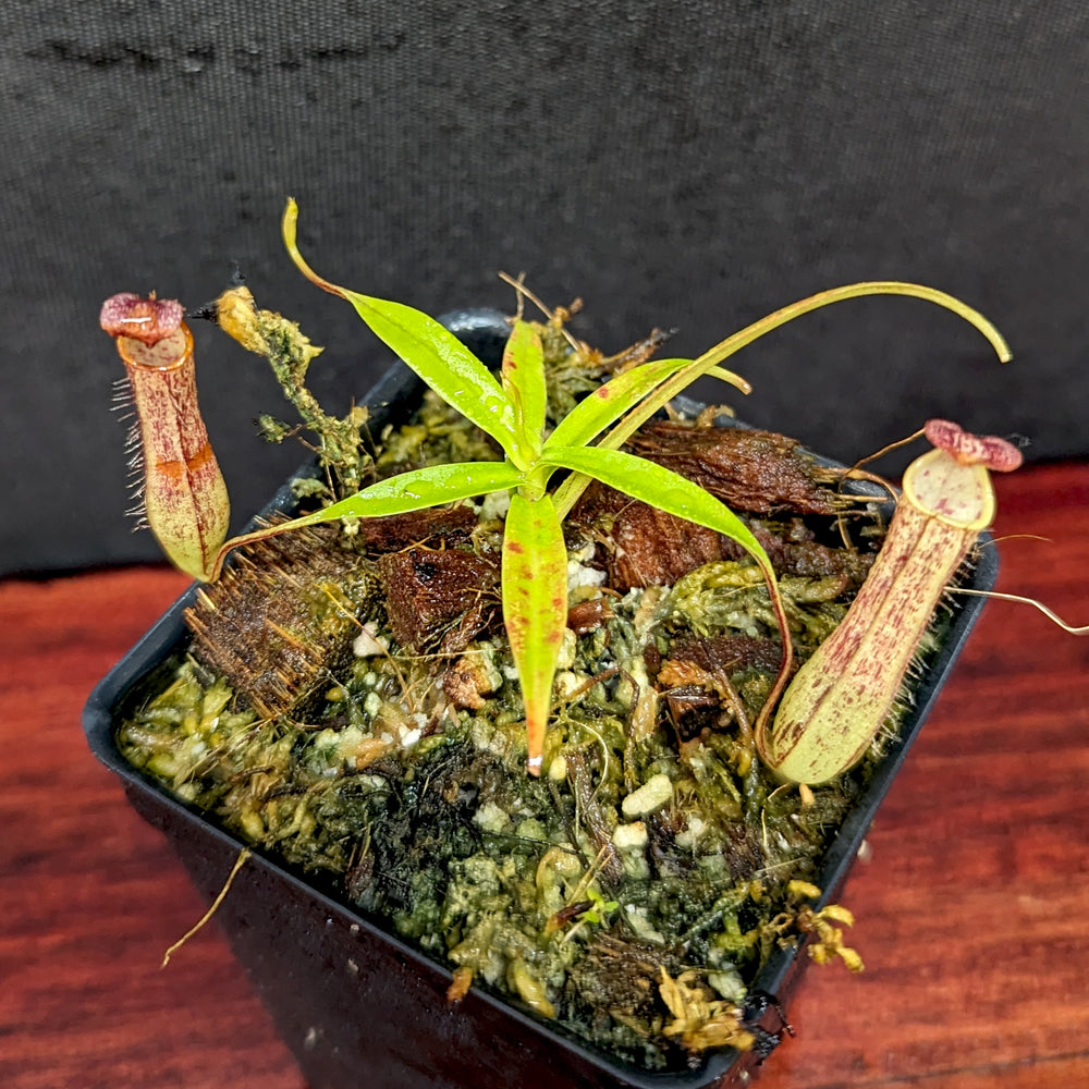 
                      
                        Nepenthes gracilis Giant x Kalimantan
                      
                    