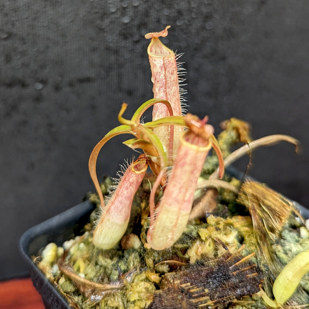 
                      
                        Nepenthes gracilis Giant x Kalimantan
                      
                    