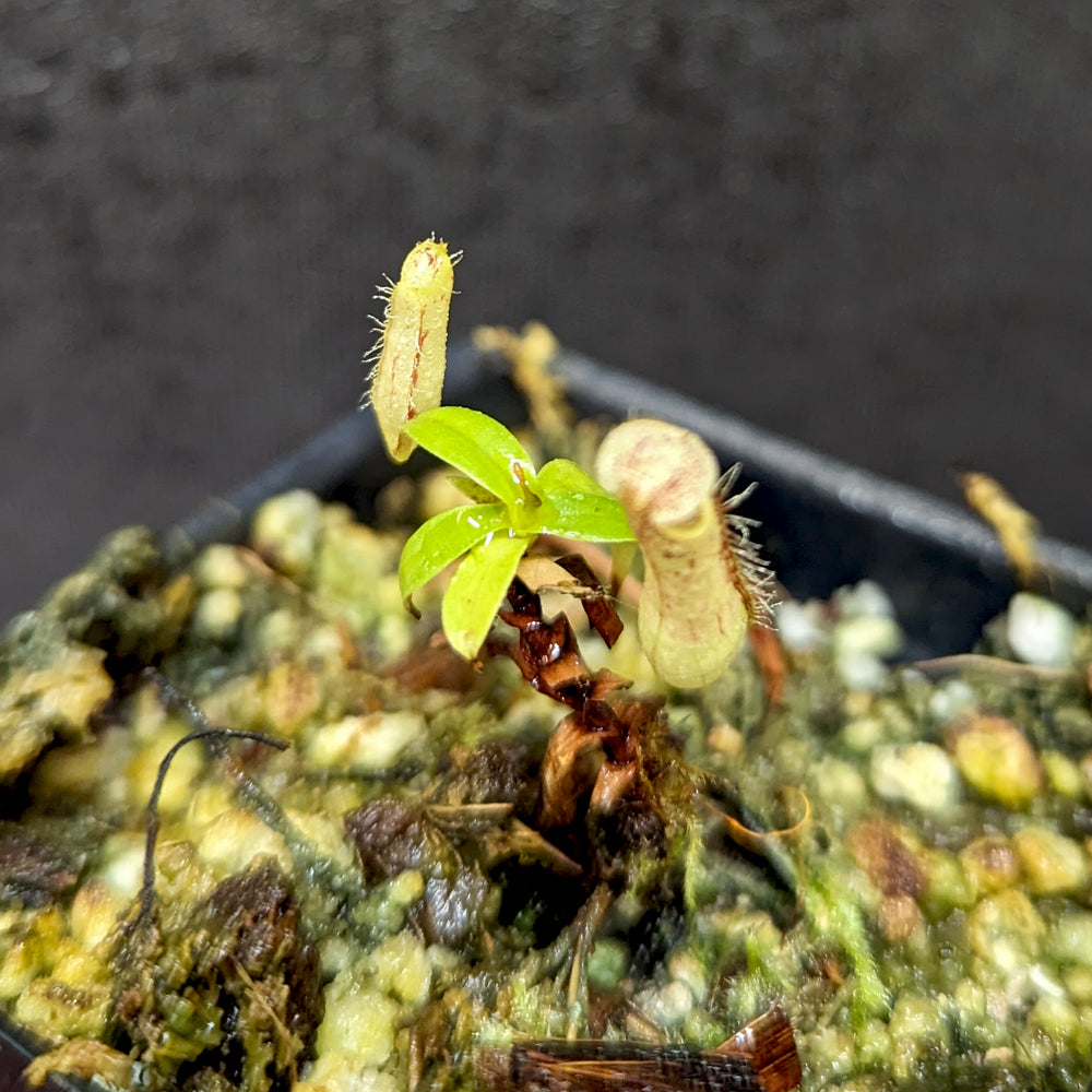 
                      
                        Nepenthes gracilis Giant x Kalimantan
                      
                    