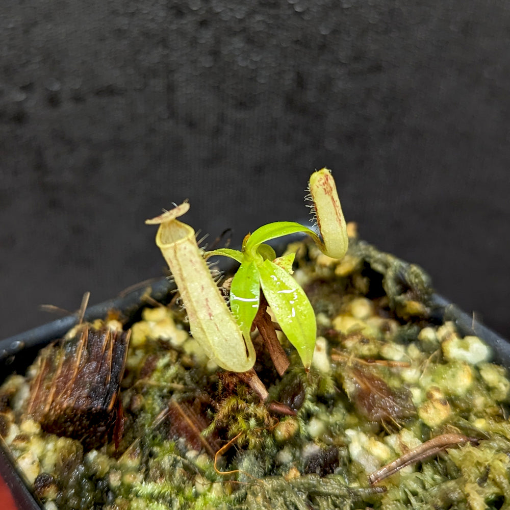 
                      
                        Nepenthes gracilis Giant x Kalimantan
                      
                    