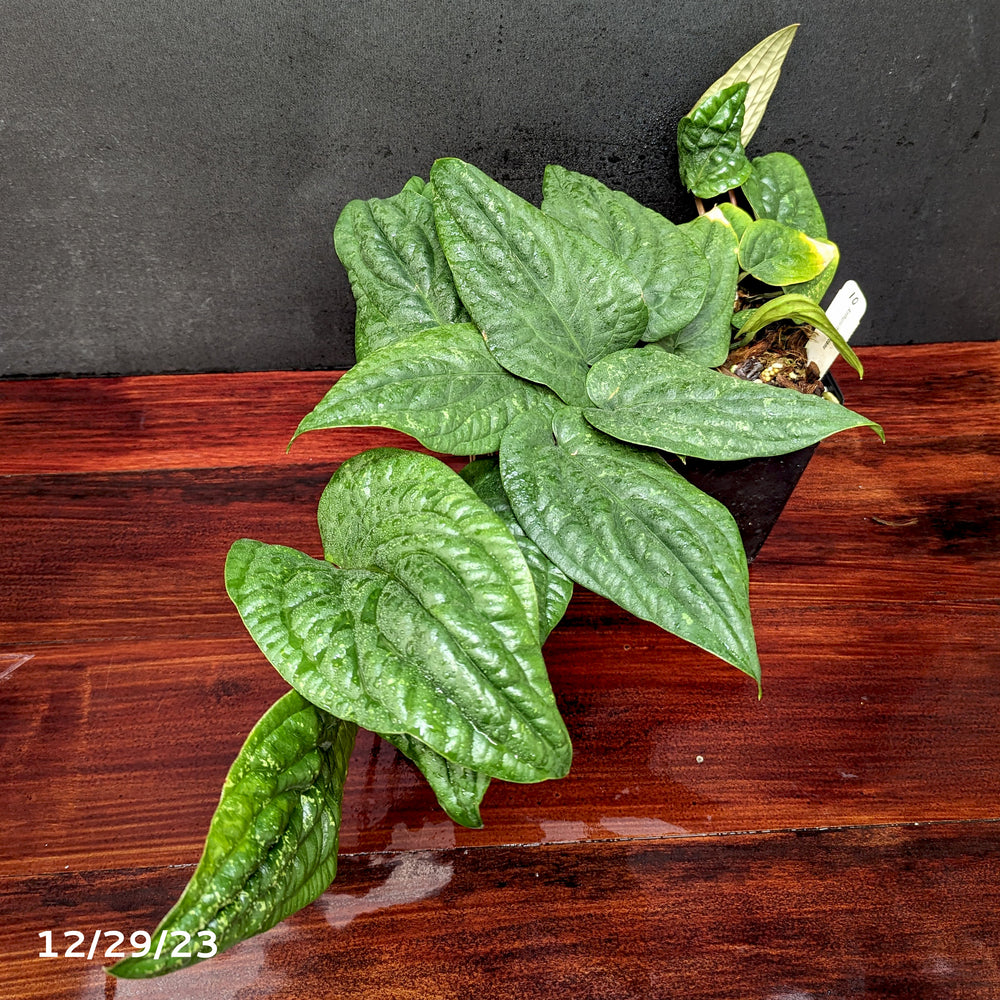 
                      
                        Anthurium radicans - Exact Plant 12/29/23
                      
                    