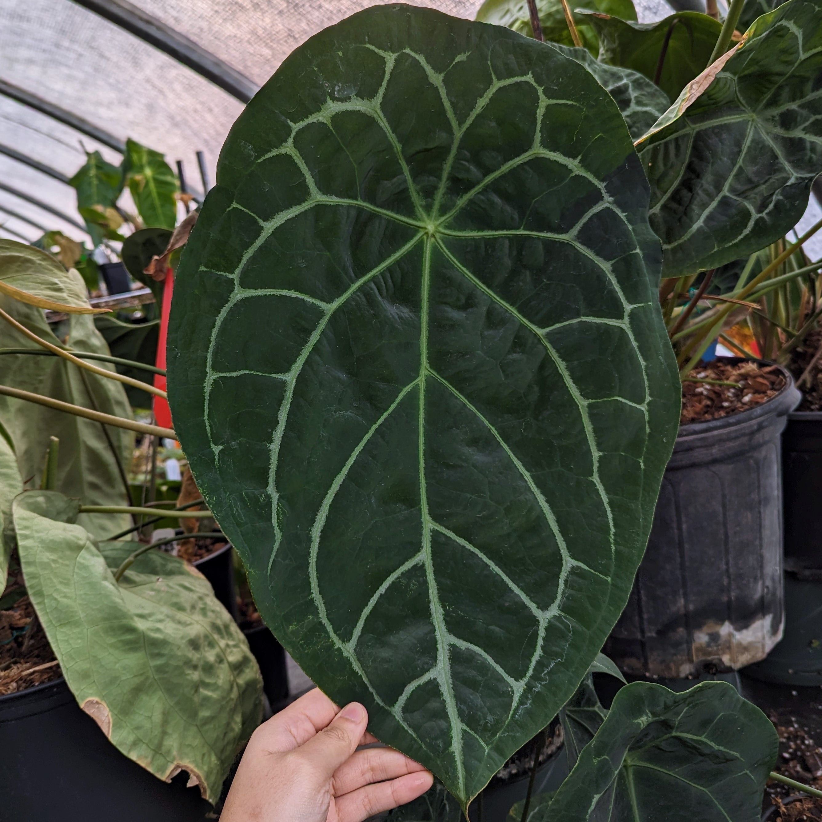 Anthurium forgetii popular