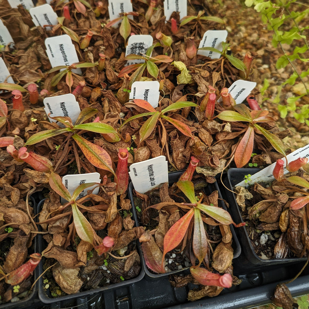 
                      
                        Nepenthes Lady Luck Wholesale
                      
                    