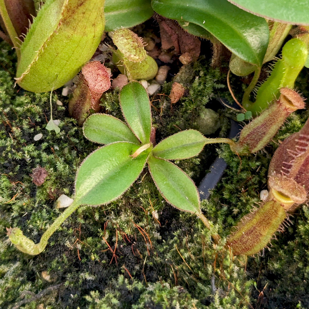 
                      
                        Nepenthes truncata (d) x (izumae x ramispina), CAR-0394
                      
                    