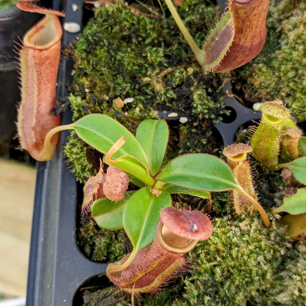 
                      
                        Nepenthes truncata (d) x (izumae x ramispina), CAR-0394
                      
                    