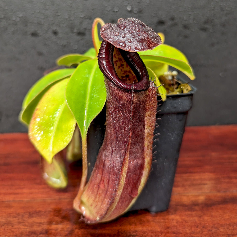 
                      
                        Nepenthes truncata (d) x (izumae x ramispina), CAR-0394
                      
                    