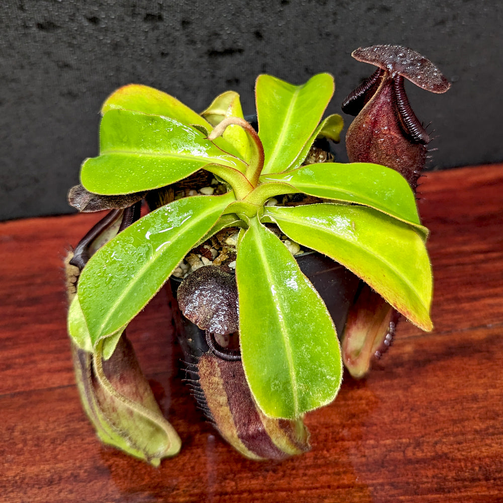 
                      
                        Nepenthes truncata (d) x (izumae x ramispina), CAR-0394
                      
                    