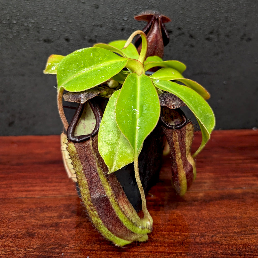 
                      
                        Nepenthes truncata (d) x (izumae x ramispina), CAR-0394
                      
                    