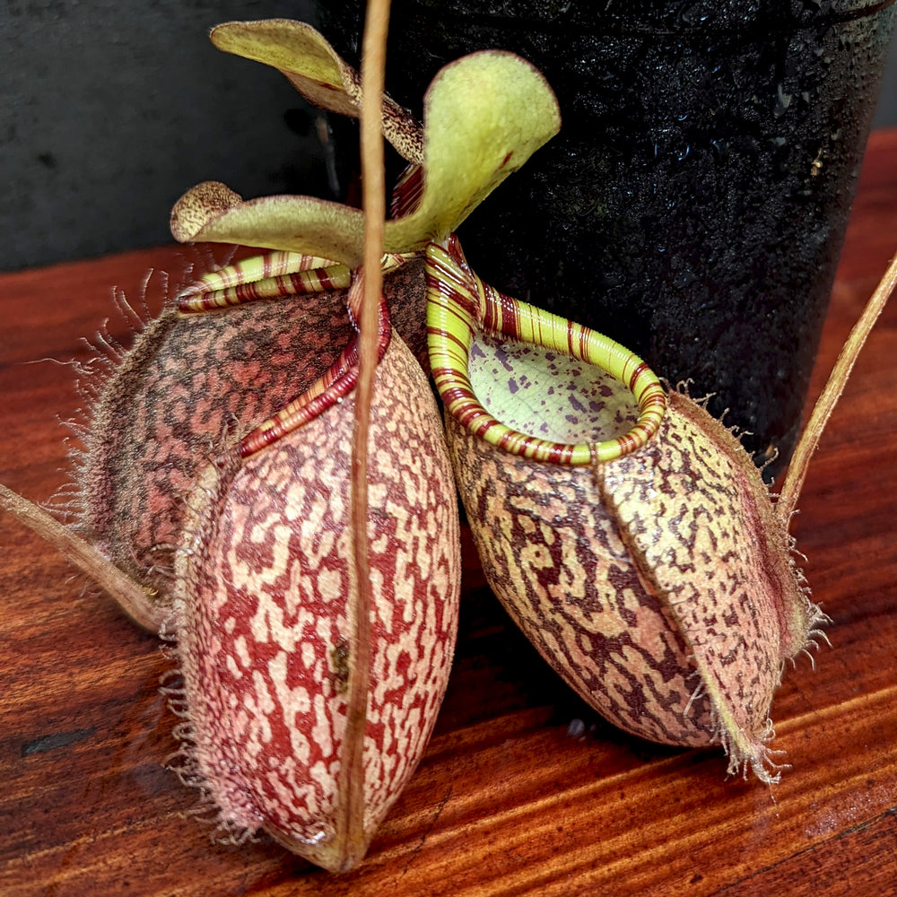 Nepenthes spectabilis (Giant) x undulatifolia, pitcher plant, carnivorous plant, collectors plant, large pitchers, rare plants