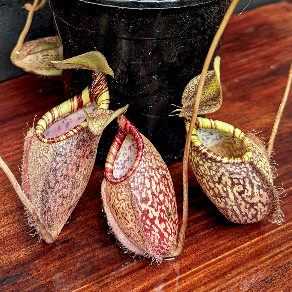 
                      
                        Nepenthes spectabilis (Giant) x undulatifolia, pitcher plant, carnivorous plant, collectors plant, large pitchers, rare plants
                      
                    