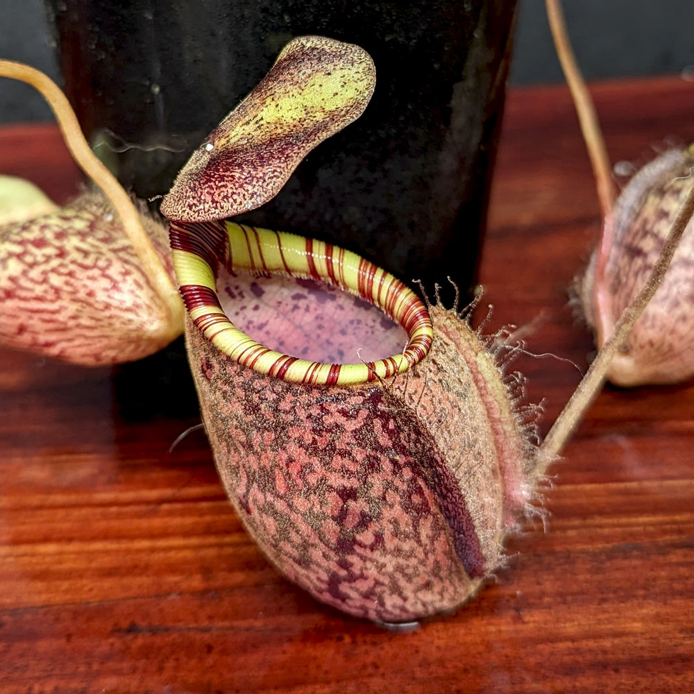 
                      
                        Nepenthes spectabilis (Giant) x undulatifolia, pitcher plant, carnivorous plant, collectors plant, large pitchers, rare plants
                      
                    