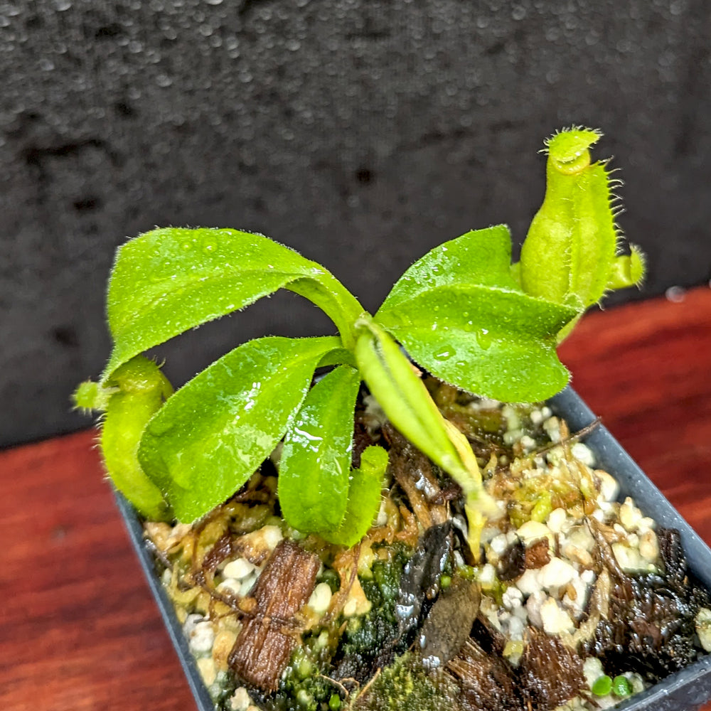 
                      
                        Nepenthes truncata (d) x talangensis, CAR-0371, pitcher plant, carnivorous plant, collectors plant, large pitchers, rare plants
                      
                    