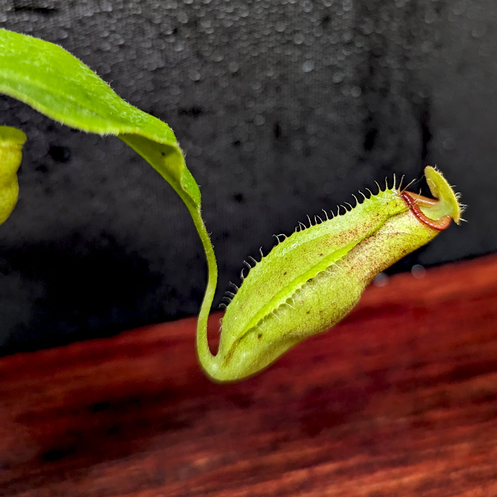 
                      
                        Nepenthes truncata (d) x talangensis, CAR-0371, pitcher plant, carnivorous plant, collectors plant, large pitchers, rare plants
                      
                    