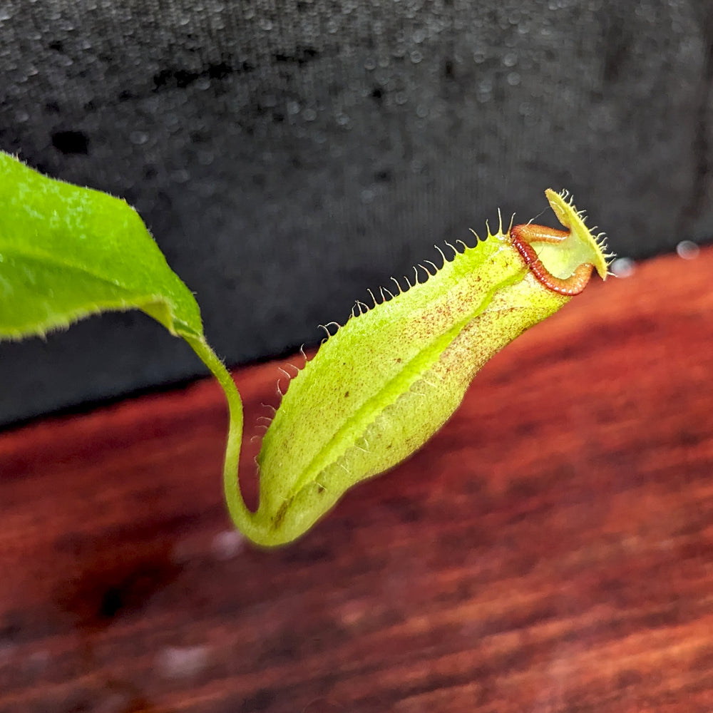 
                      
                        Nepenthes truncata (d) x talangensis, CAR-0371, pitcher plant, carnivorous plant, collectors plant, large pitchers, rare plants
                      
                    