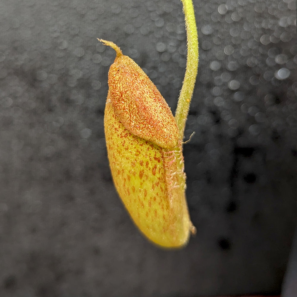 
                      
                        Nepenthes truncata (d) x talangensis, CAR-0371, pitcher plant, carnivorous plant, collectors plant, large pitchers, rare plants
                      
                    