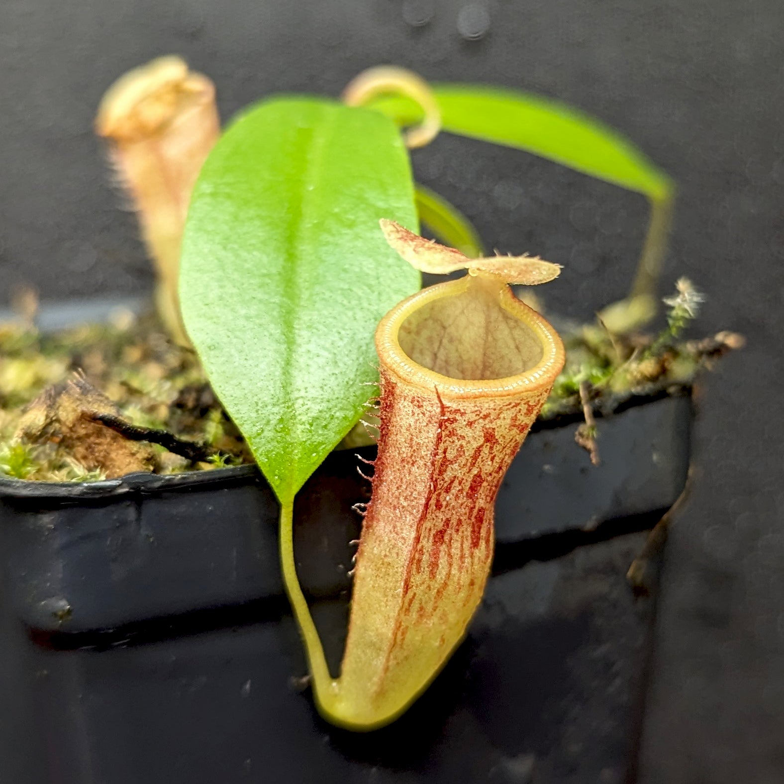 Nepenthes (spathulata x jacquelineae) x campanulata, CAR-0391 – Carnivero