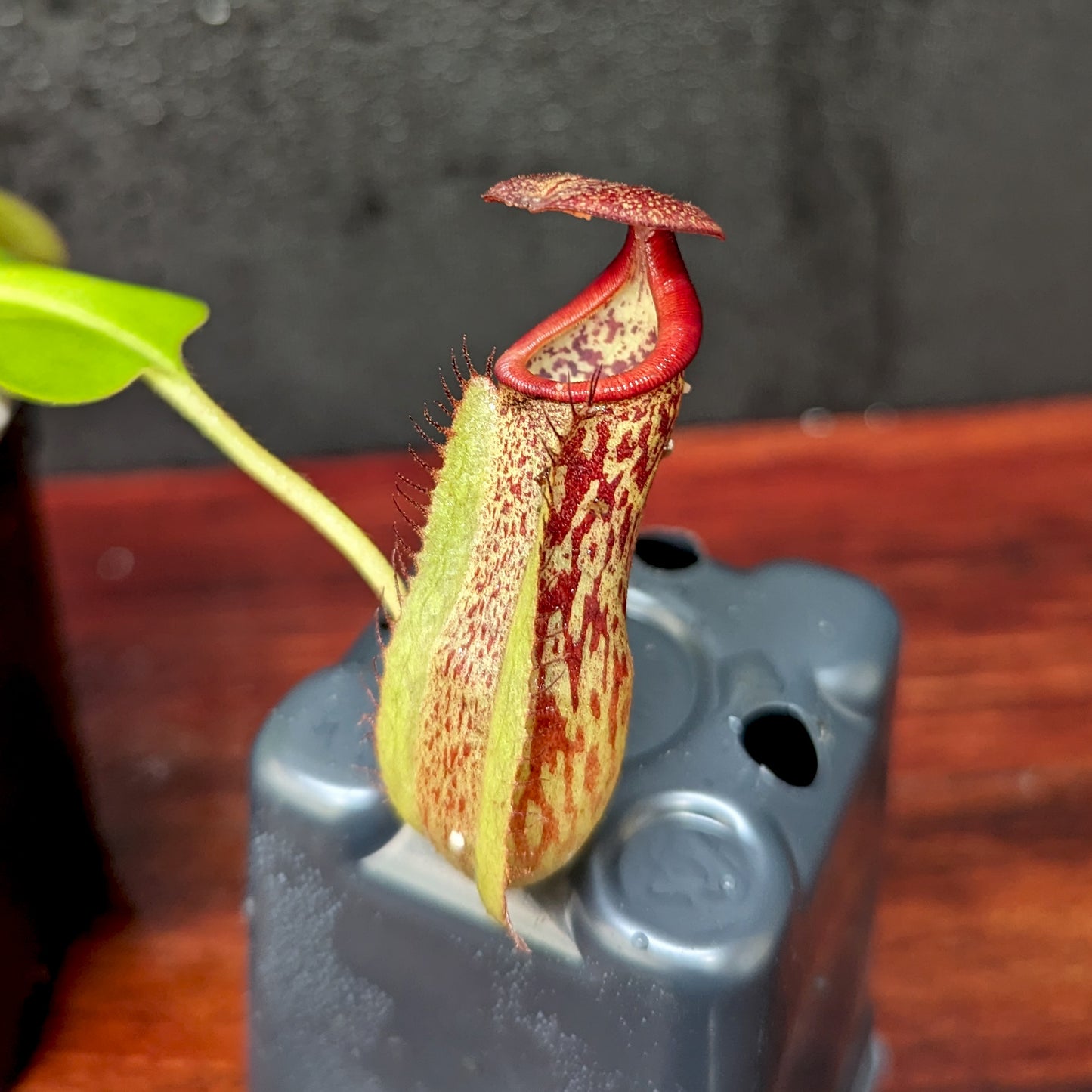 Nepenthes boschiana x [(Rokko x boschiana) x veitchii] squat, CAR-0395