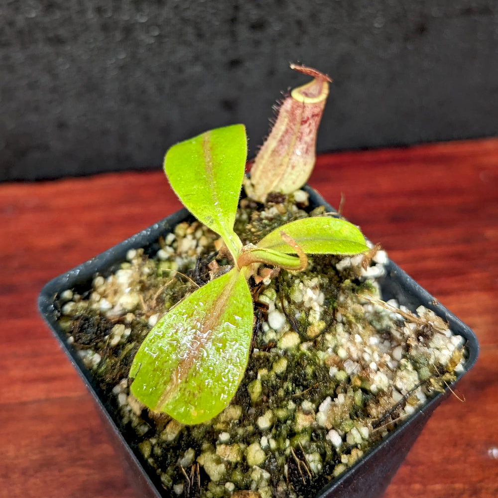 
                      
                        Nepenthes boschiana x [(Rokko x boschiana) x veitchii] squat, CAR-0395
                      
                    