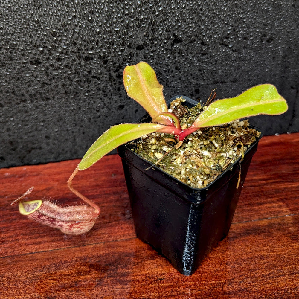 
                      
                        Nepenthes boschiana x [(Rokko x boschiana) x veitchii] squat, CAR-0395
                      
                    