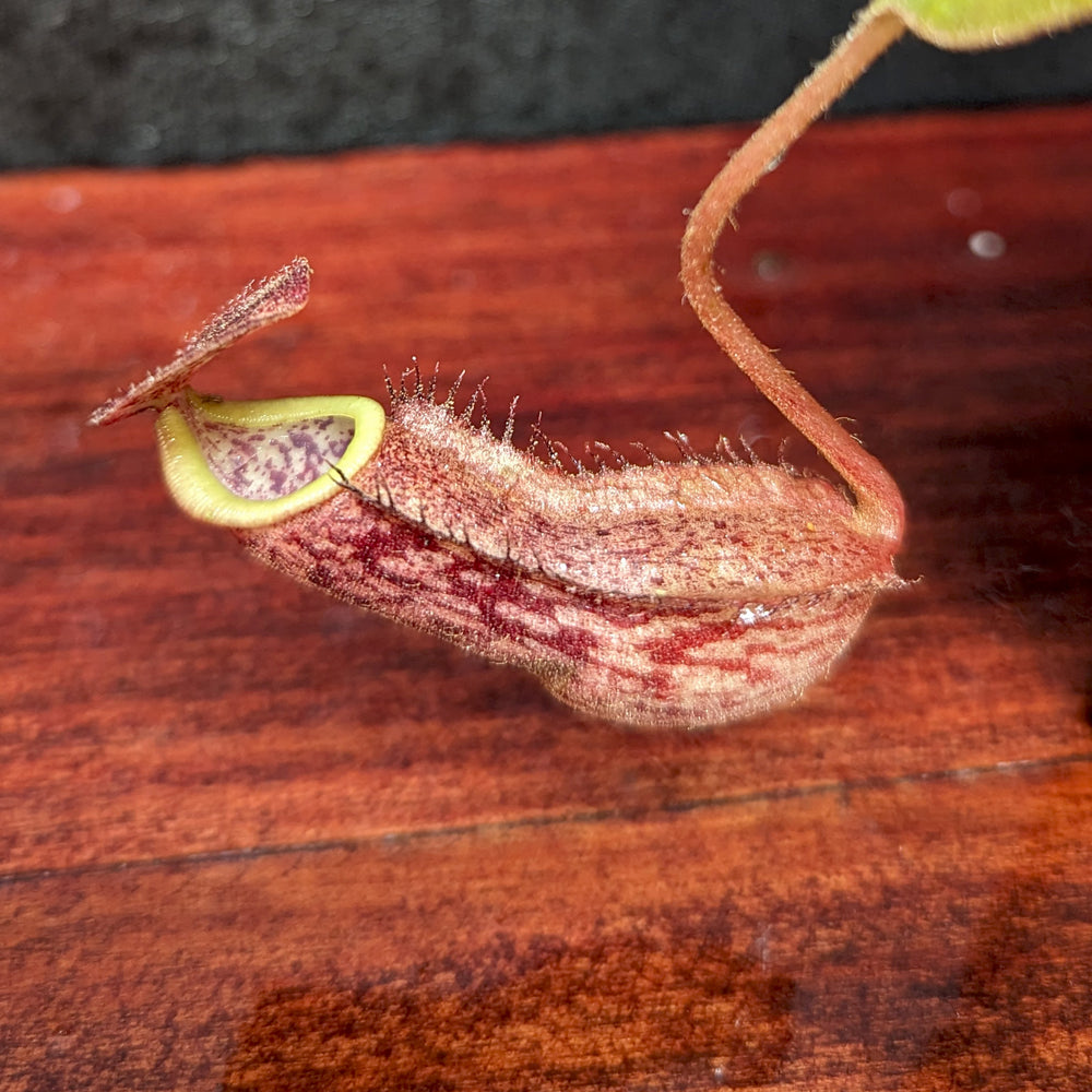 Nepenthes boschiana x [(Rokko x boschiana) x veitchii] squat, CAR-0395