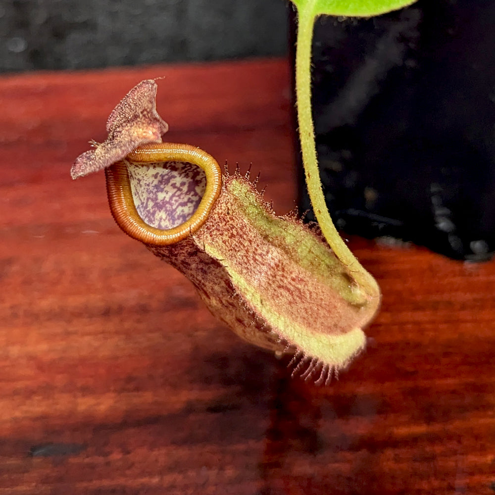 
                      
                        Nepenthes boschiana x [(Rokko x boschiana) x veitchii] squat, CAR-0395
                      
                    