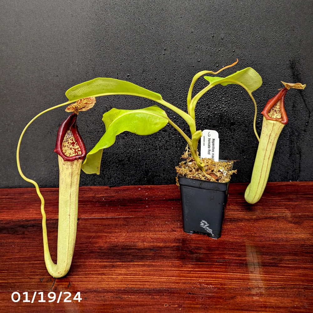 
                      
                        Nepenthes maxima (M) x truncata Red - Exact Plant 01/19/24
                      
                    