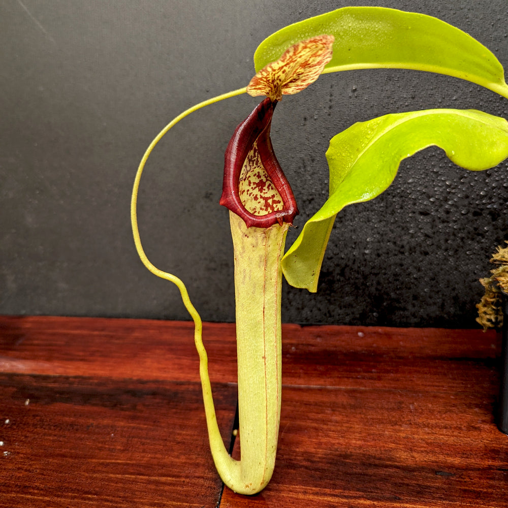 
                      
                        Nepenthes maxima (M) x truncata Red - Exact Plant 01/19/24
                      
                    