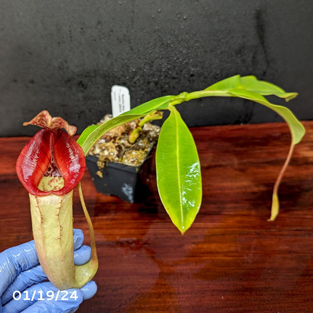 
                      
                        Nepenthes (Rokko x boschiana) x veitchii, CAR-0122
                      
                    