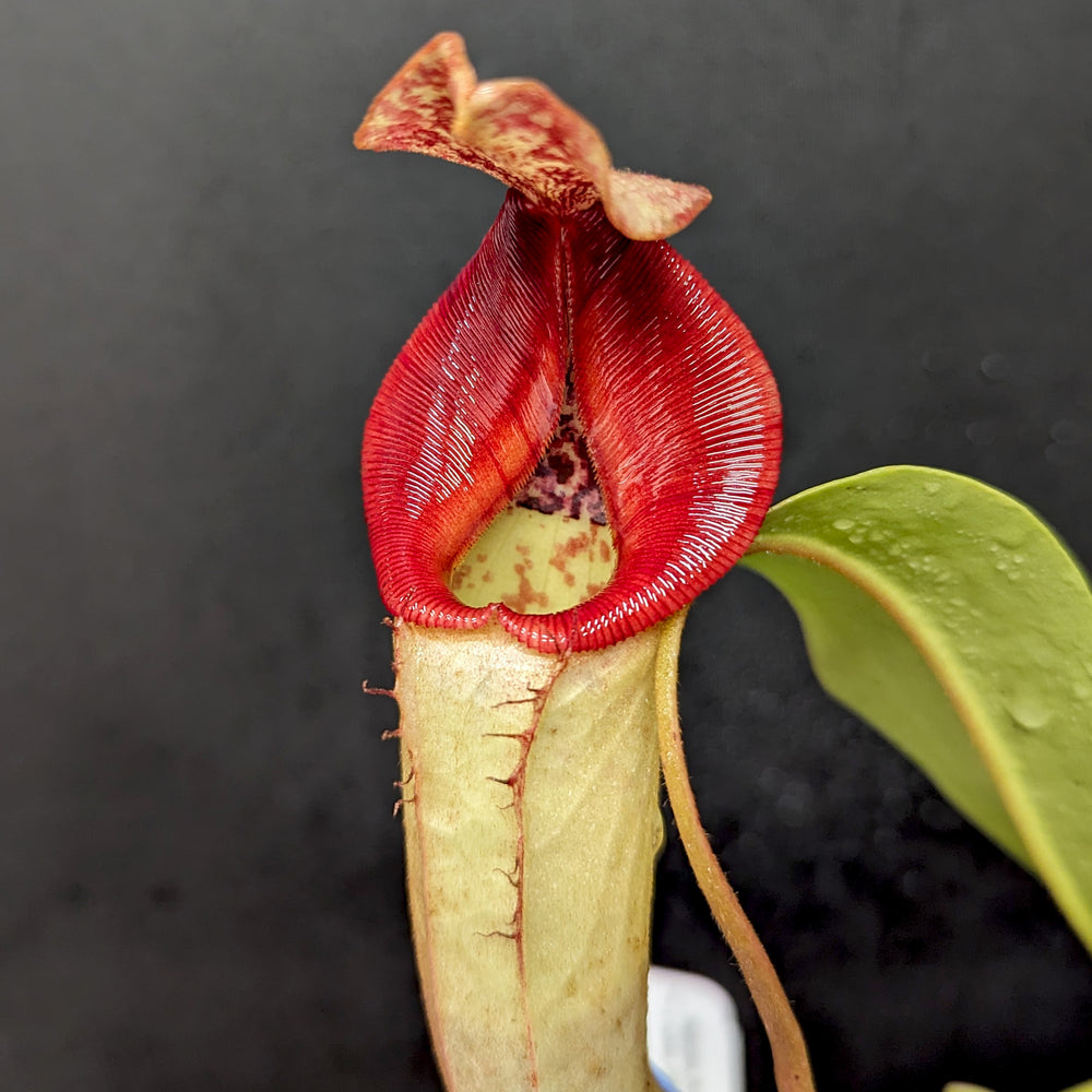 
                      
                        Nepenthes (Rokko x boschiana) x veitchii, CAR-0122
                      
                    