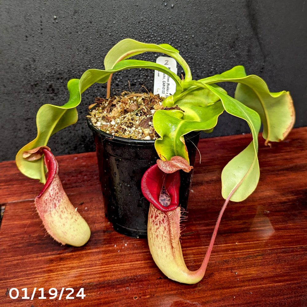 
                      
                        Nepenthes (Rokko x boschiana) x veitchii, CAR-0122
                      
                    