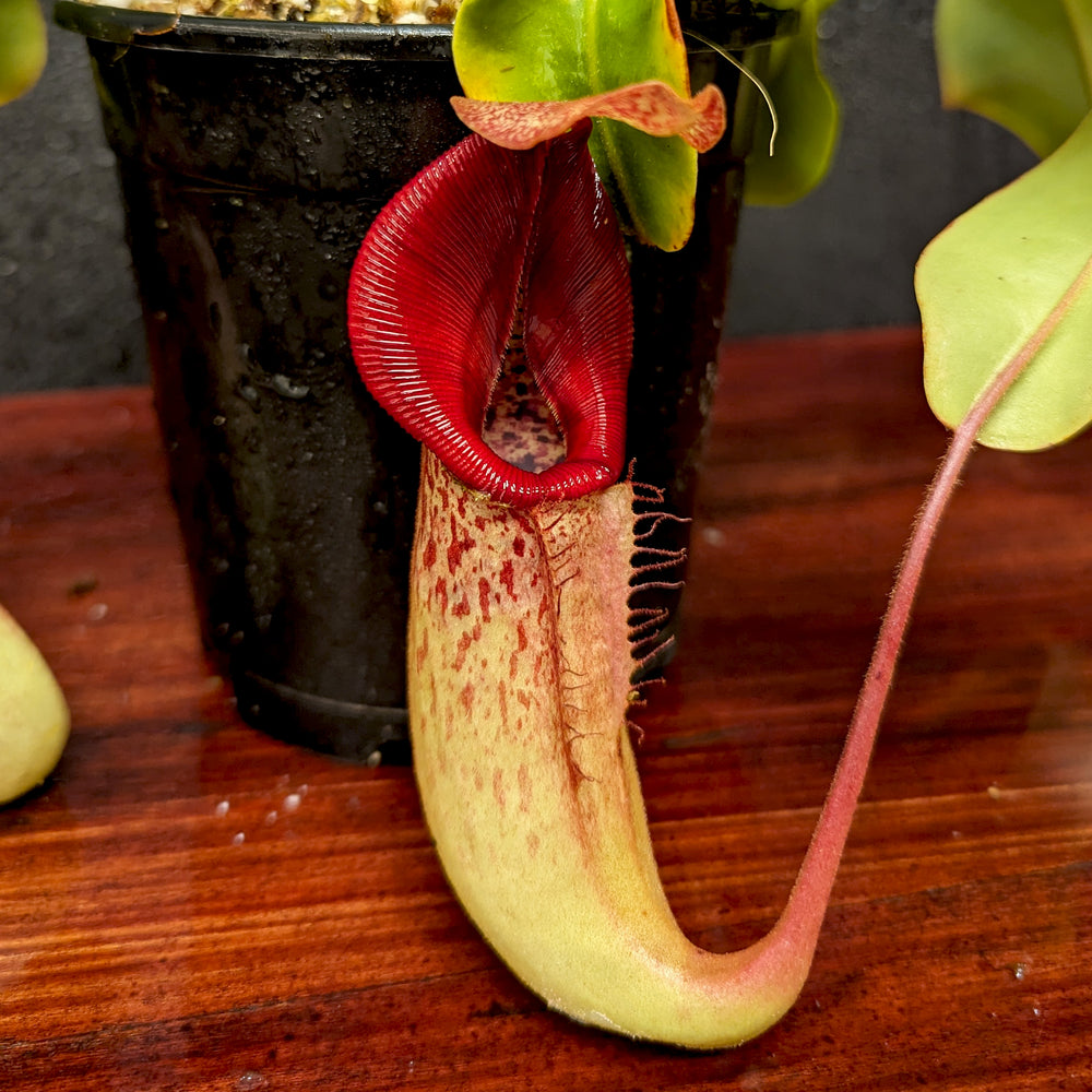 
                      
                        Nepenthes (Rokko x boschiana) x veitchii, CAR-0122
                      
                    