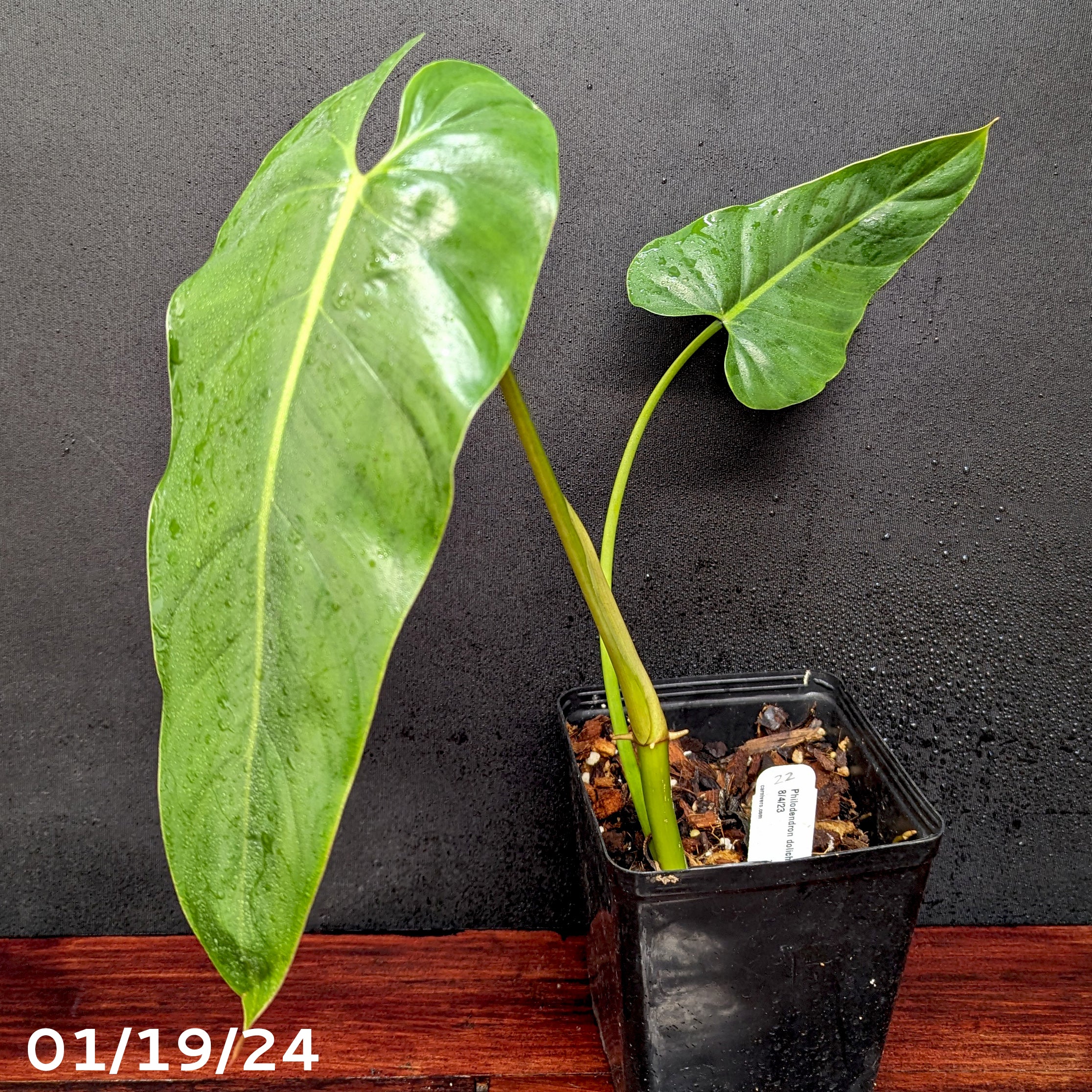 Philodendron dolichogynium (formerly sp macas) - Exact Plant 01/19/24 –  Carnivero