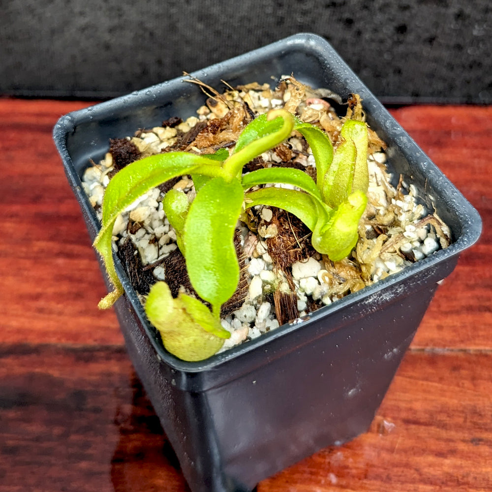 
                      
                        Nepenthes talangensis x veitchii "Cobra", CAR-0386
                      
                    