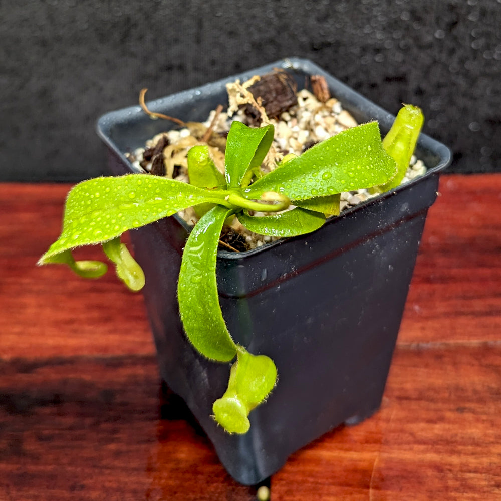 
                      
                        Nepenthes talangensis x veitchii "Cobra", CAR-0386
                      
                    