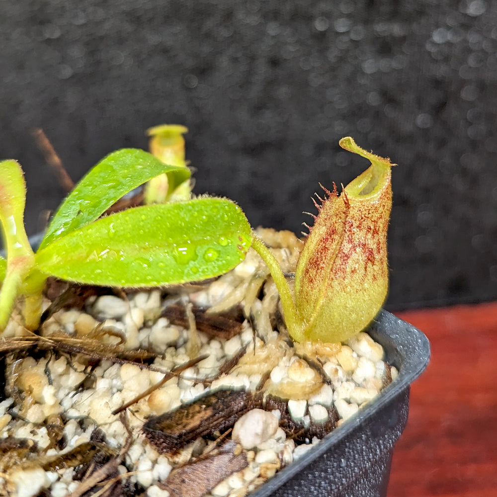 Nepenthes talangensis x veitchii "Cobra", CAR-0386