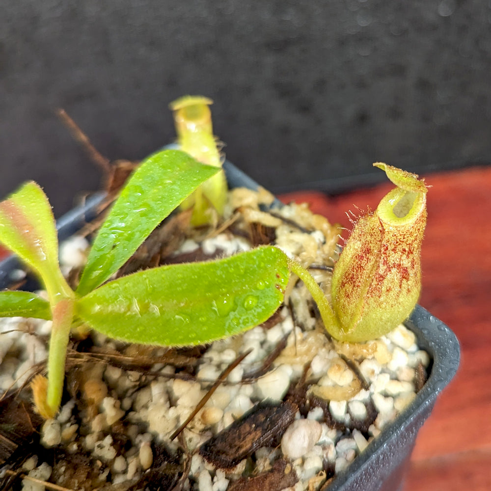 
                      
                        Nepenthes talangensis x veitchii "Cobra", CAR-0386
                      
                    