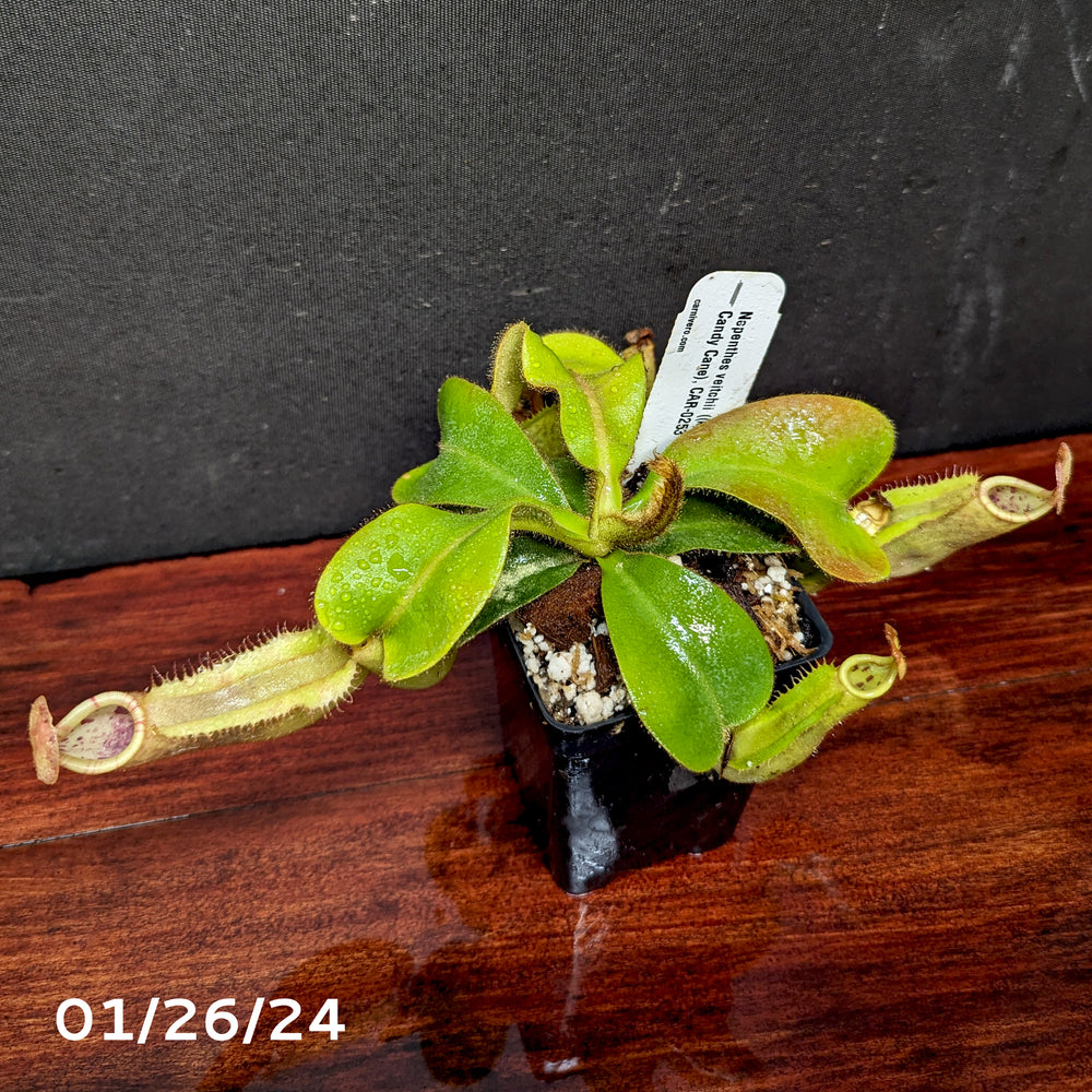 
                      
                        Nepenthes veitchii ((k) x Pink Candy Cane), CAR-0253
                      
                    