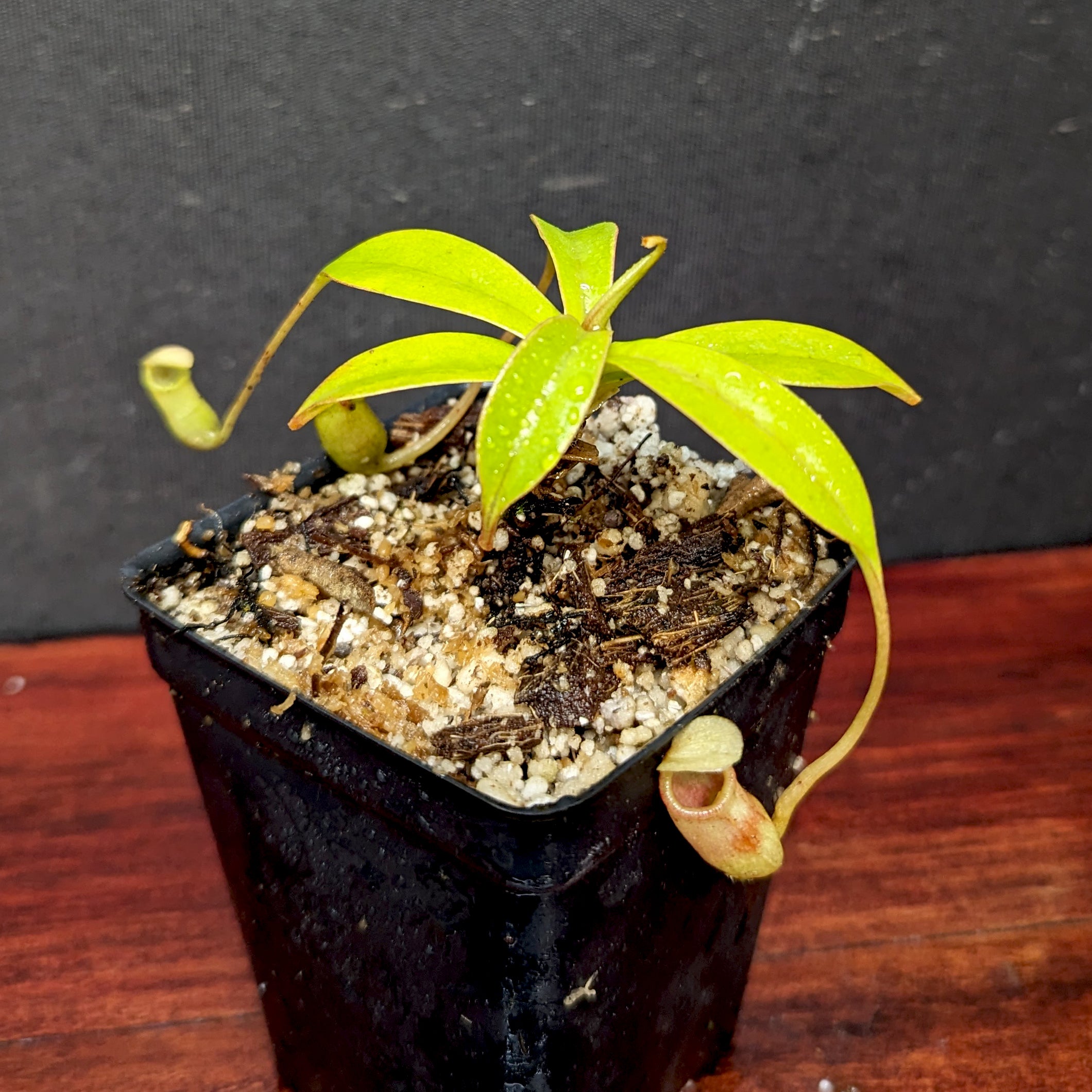 Nepenthes sibuyanensis, BE-3164 – Carnivero