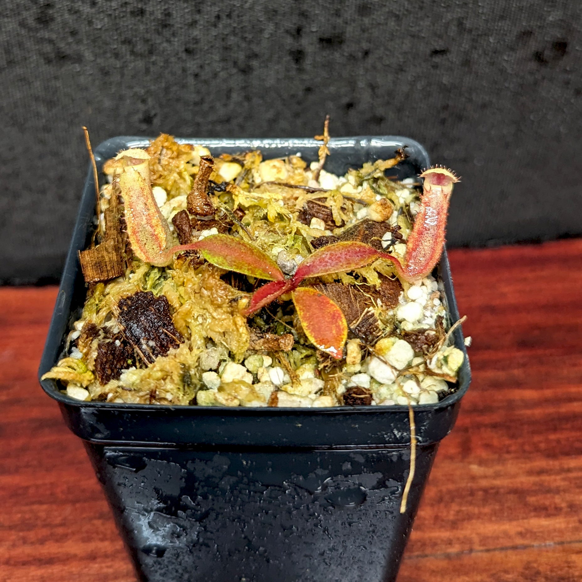 Nepenthes veitchii x clipeata, CAR-0128 – Carnivero