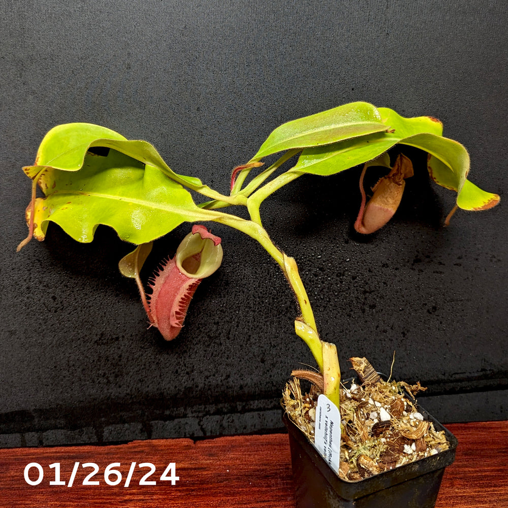 
                      
                        Nepenthes [(Rokko x boschiana) x veitchii] x veitchii (m) - clone W
                      
                    