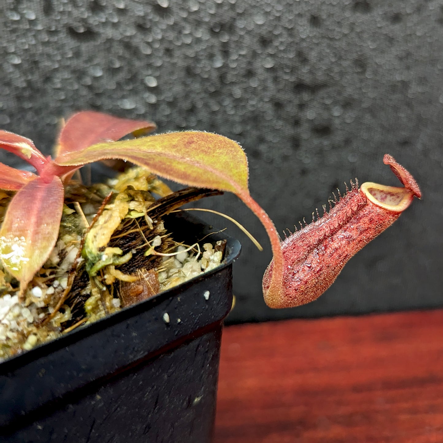 Nepenthes Maggie Jones x [(lowii x veitchii) x boschiana] -Queens Collar, CAR-0397