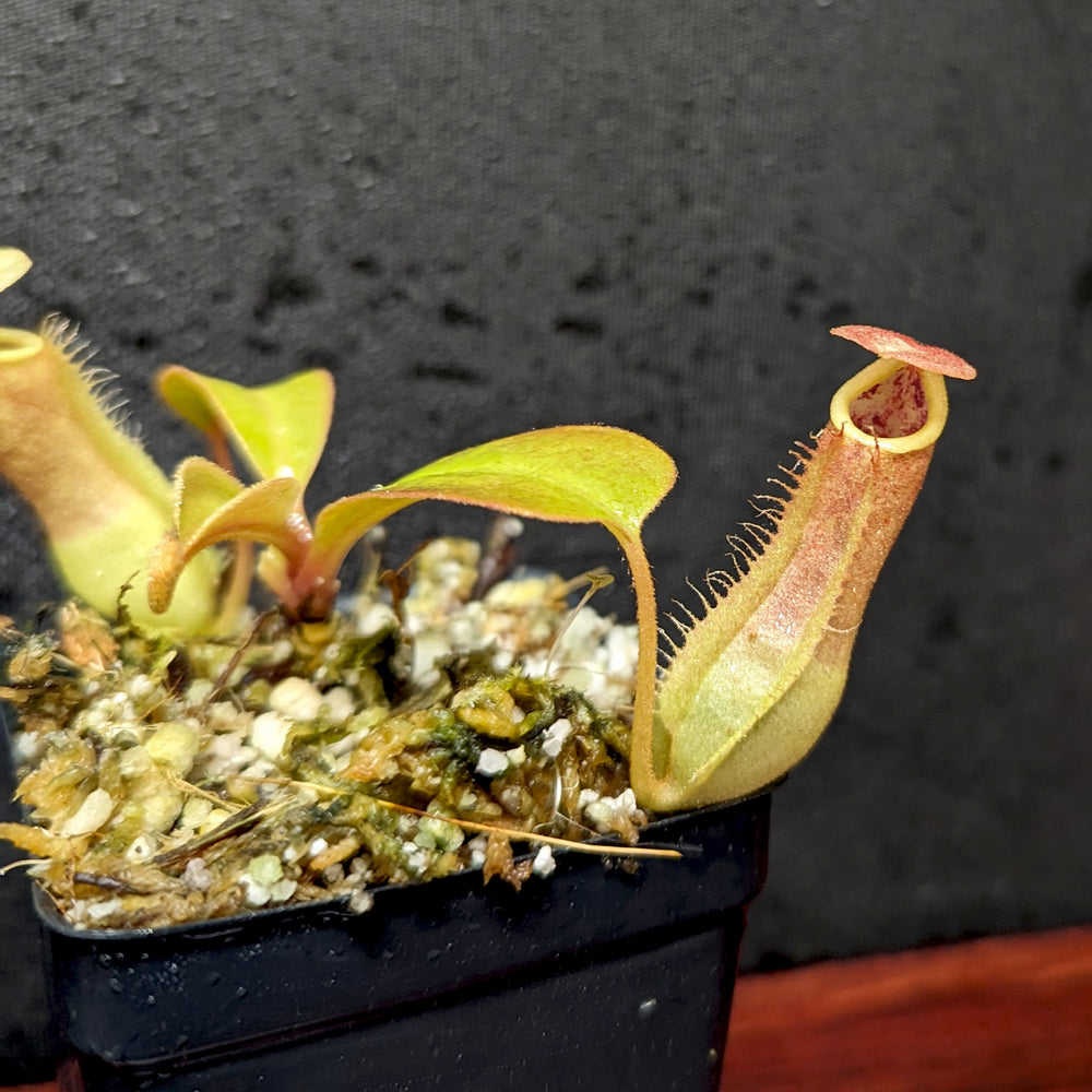 
                      
                        Nepenthes Maggie Jones x [(lowii x veitchii) x boschiana] -Queens Collar, CAR-0397
                      
                    