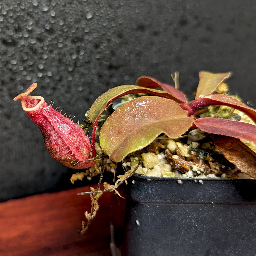 Nepenthes Maggie Jones x [(lowii x veitchii) x boschiana] -Queens Collar, CAR-0397