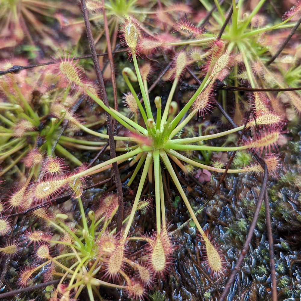 Drosera intermedia, Spoonleaf Sundew