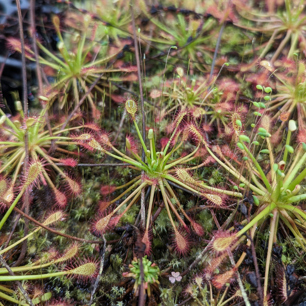 
                      
                        Drosera intermedia, Spoonleaf Sundew
                      
                    